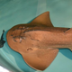 Illustration for article titled ZOMG BABY SHARK RAYS!!!